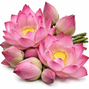 Pink Lotus Flower ( Kamal) - 1 Unit
