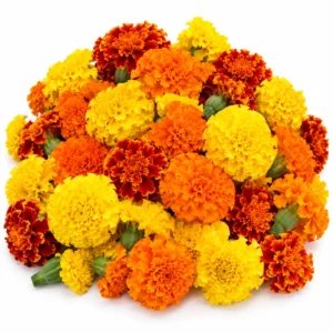 Mix Marigold Flowers - 100g