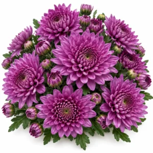 Purple Chrysanthemums Flowers - 100g
