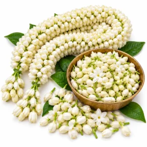 Jasmine - 1 cubit