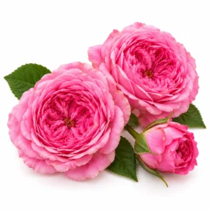 Paneer Rose - 100 g