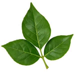 Vilvam Leaves - 100g