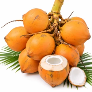 Orange Dwarf Coconut-1 Unit